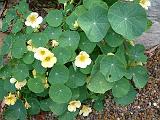 Nasturtium pale yellow